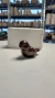 Pajarito Gorrión - Molde de yeso - buy online