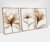 Kit Flor Delicada - Quadros Decorativos em Fortaleza | Ambiance