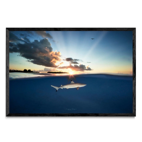 Punta negra bajo el sol