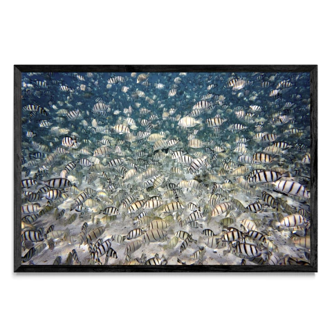 Fish party - comprar online