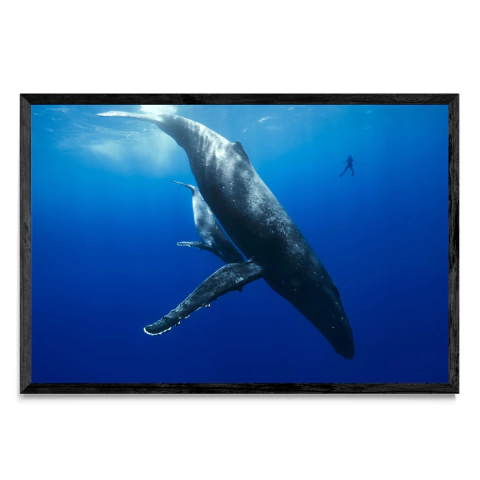 Mi amigo y la ballena