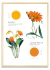 FLEURS ET COULEURS