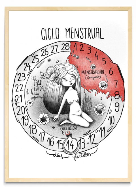 Ciclo menstrual