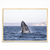 Ballena Franca Austral
