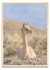 The vicuña 06