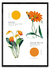 FLEURS ET COULEURS - comprar online