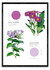 FLEURS ET COULEURS - comprar online