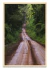 Ruta en la selva - comprar online
