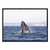 Ballena Franca Austral - comprar online