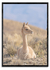 The vicuña 06 - comprar online