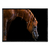 The arabian horse - comprar online