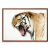 TIGRE en internet