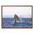 Ballena Franca Austral en internet