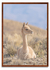 The vicuña 06 en internet