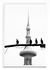 Palomas por Congreso - PARED