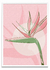 Rosa - PARED
