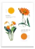 FLEURS ET COULEURS - PARED