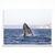 Ballena Franca Austral - PARED