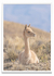 The vicuña 06 - PARED