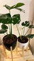 Monstera en Maceta 22 + Soporte 35/50/60 a elección - comprar online