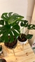 Monstera en Maceta 22 + Soporte 35/50/60 a elección