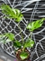 Monstera + Maceta 22 - comprar online