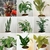 Planta a Elección en Maceta 18 + Soporte Alto 46 cm en internet
