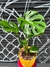Monstera + Maceta 22