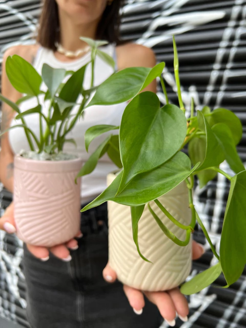 Maceta Maui Con Planta