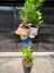 PLantas Grandes & Maceta Cónica 30 cm (INCLUYE PLATO)