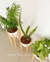 Combo Berta Premium x 3 con Plantas (Nórdico) - comprar online