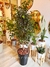 Ficus en Maceta Cónica 30