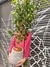 Ficus + Rotomoldeada 30 Gota (Varios CoLores)