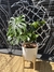 Monstera XXL + Maceta 35 Premium + Soporte - comprar online