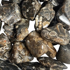 Piedras Gemas Agata Turritela N1 Pulida Monte Kurama - comprar online