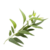 Eucalipto 100gr