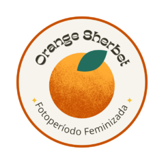 Orange Sherbet