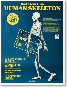 BUILD YOUR OWN HUMAN SKELETON LIFE SIZE!