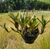 NEOREGELIA TIGRINA