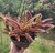NEOREGELIA FIREBALL VAREGATA