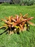 NEOREGELIA MARMORATA