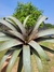 VRIESEA SAUNDERSII