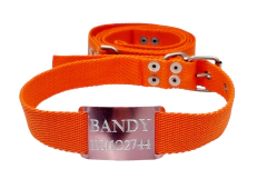 Chapita Perros Pasante ROSA + Collar Y Correa NARANJA