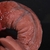 Penis Realista FlexAlfa Modern - loja online