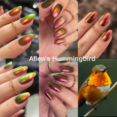 Allen's Hummingbird (Phoenix) - comprar online