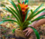 Vaso Grande Flores Plantas Ornamentais Xaxim Côco 30x15cm na internet