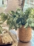 Cesto Alto Bambu - comprar online