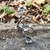 Imagen de Conjunto Set de 4 Anillos Florales en Plata 925