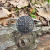 Pulsera Esclava Vegvísir Brújula Vikinga - comprar online