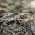 Alianza Corazón Encantado - Brilla en la Oscuridad - Plata 925 / Baño Oro 18k - tienda online
